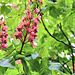 Rosskastinienblüte, horse chestnut,  marronnier d'Inde