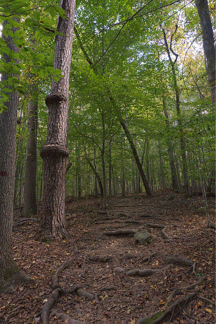 Upwards on the Trail