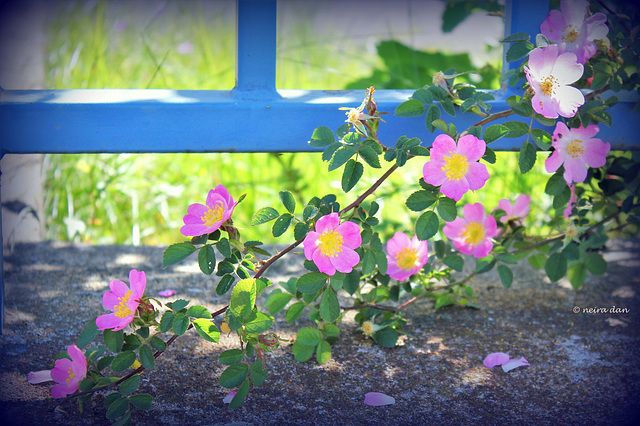 Rosa rubiginosa....   HFF TO ALL