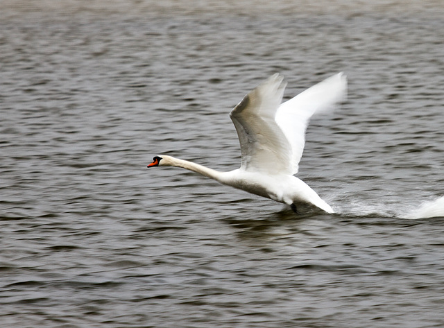 Blitzschnell flitzt der Schwan über das Wasser