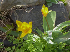 Spring colour