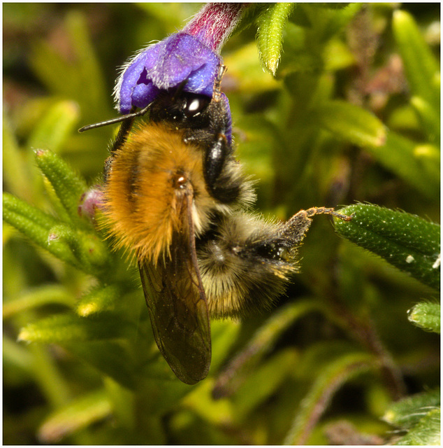 EF7A3779 Bumblebee