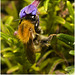 EF7A3779 Bumblebee