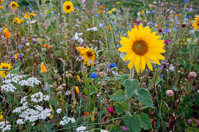 Blumen für Insekten