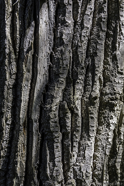 ... 'nur' ein Baum von vielen im Wells Gray Provincial Park bei den Dawson Falls ... (© Buelipix)