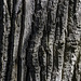 ... 'nur' ein Baum von vielen im Wells Gray Provincial Park bei den Dawson Falls ... (© Buelipix)