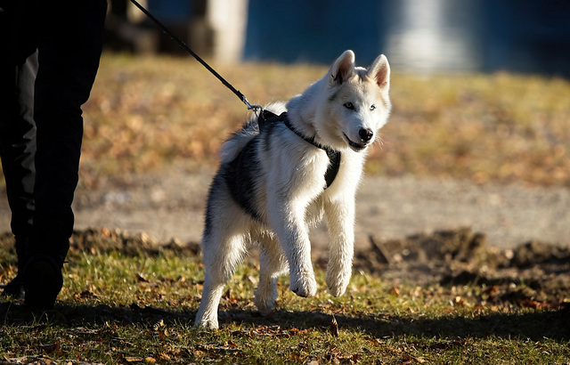 Der Siberian Husky ist ja ein wunderschönes Tier :)) The Siberian Husky is a beautiful animal :))  Le Husky de Sibérie est un bel animal :))