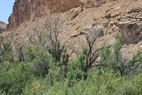 Tamarisk