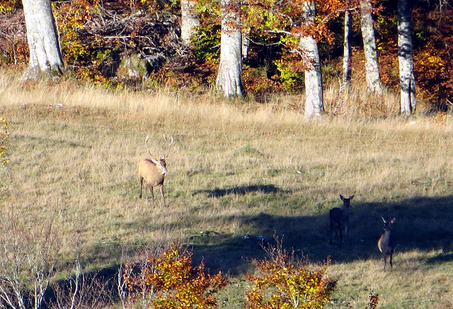 Le matin, brame du cerf