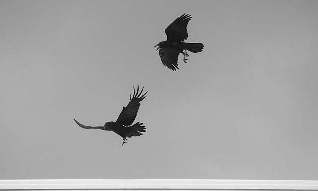 Two Flying Ravens