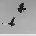 Two Flying Ravens