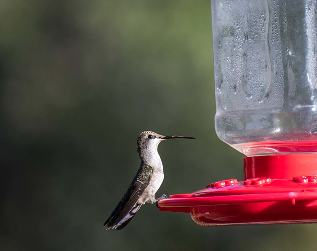 A hummingbird at a feeder