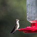 A hummingbird at a feeder