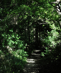 The Portal