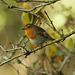 Robin