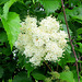 Elderberry blossoms.