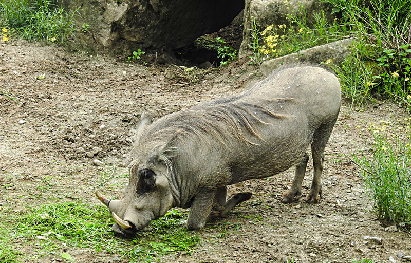 20210709 1448CPw [D~OS] Warzenschwein, Zoo Osnabrück