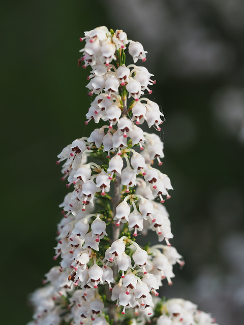 erica arborea