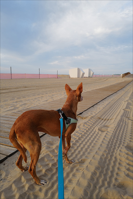 Ninfa, HFF from Monte Gordo beach (Algarve)