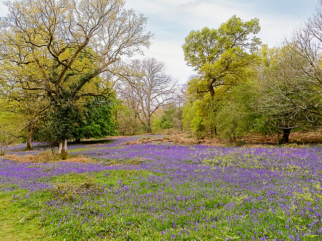 Bluebell Woods (+ 2 PiPs)