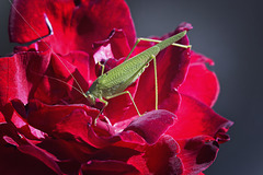 J'adore le cœur de la rose!