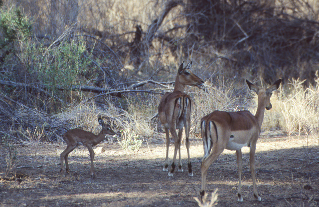 Impala with young