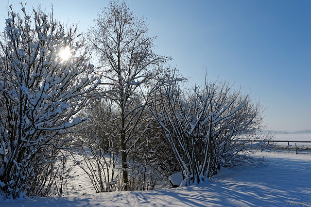 Winter im Zürcher Unterland (© Buelipix)