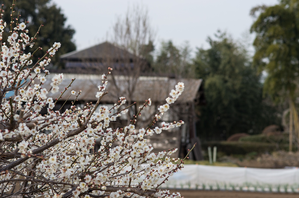 Ume in a farmer's yard