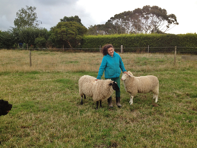 happy days with the sheep