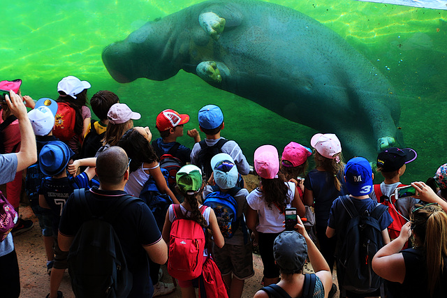 Natation synchro , quand l'hippopotame se prend pour Muriel Hermine