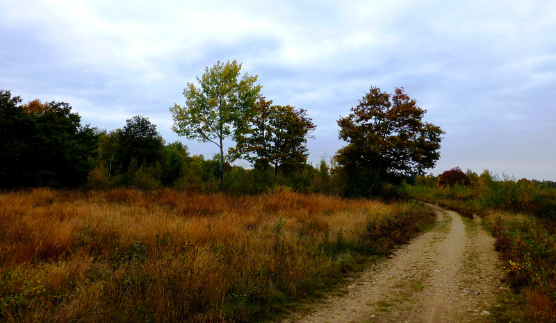 DE - Vettweiß - Drover Heide