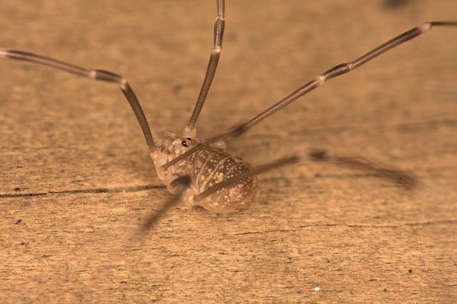 HarvestmanIMG_1418