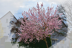 Der Baum am Haus  -  in voller Blüte