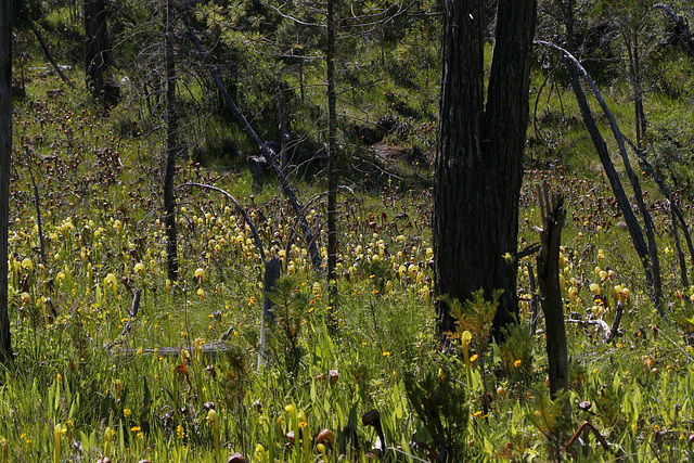 Cobra Lilies