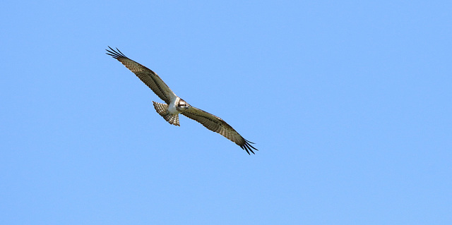 balbuzard à l'approche