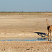 Namibia, Three Giraffes at the Watering Hole in Etosha National Park