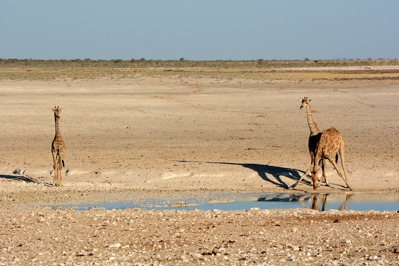 Namibia, Three Giraffes at the Watering Hole in Etosha National Park