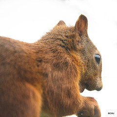 Red Squirrel