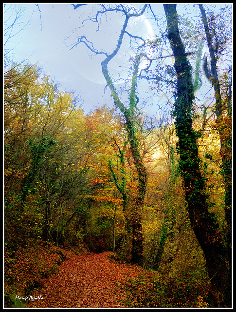 Paseo por el bosque.