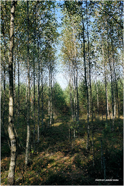 Autumn forest...