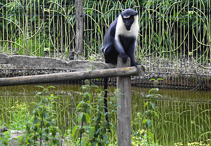 20210709 1449CPw [D~OS] Diana-Meerkatze (Cercopithecus diana), Zoo Osnabrück