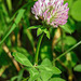 20210927 2938CPw [D~LIP] Rot-Klee (Trifolium pratense), UWZ, Bad Salzuflen