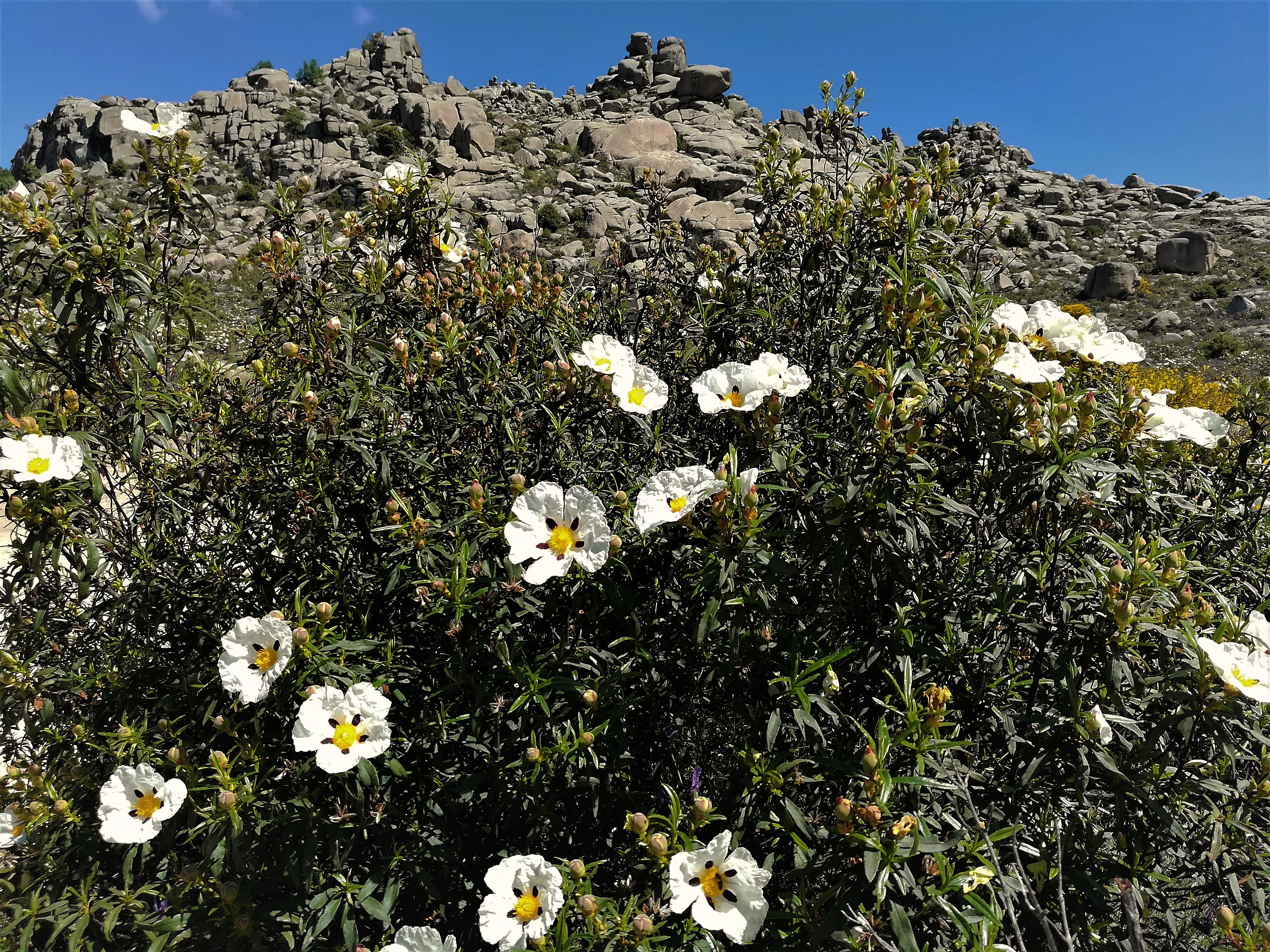 Cistus / jara / rock rose.