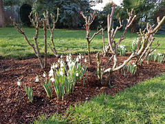 Schneeglöckchen im Rosenbeet