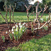 Schneeglöckchen im Rosenbeet