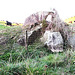 Cows Around A Large Rock.