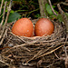 Eggs-perimental Photography