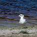 20140911 5205VRAw [NL] Möwe, Terschelling