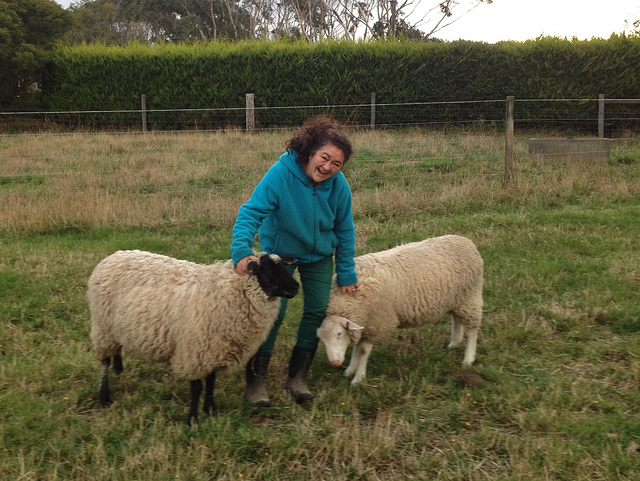 happy days with the sheep