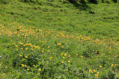 Trollblumenwiese in der Nähe der Gambiel Alm